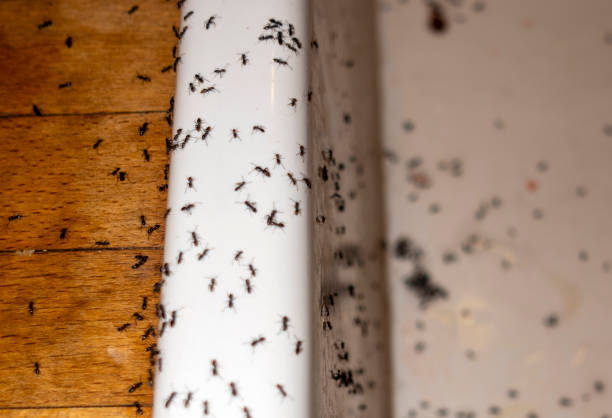 Best Best Pest Control Companies  in Johnstonville, CA